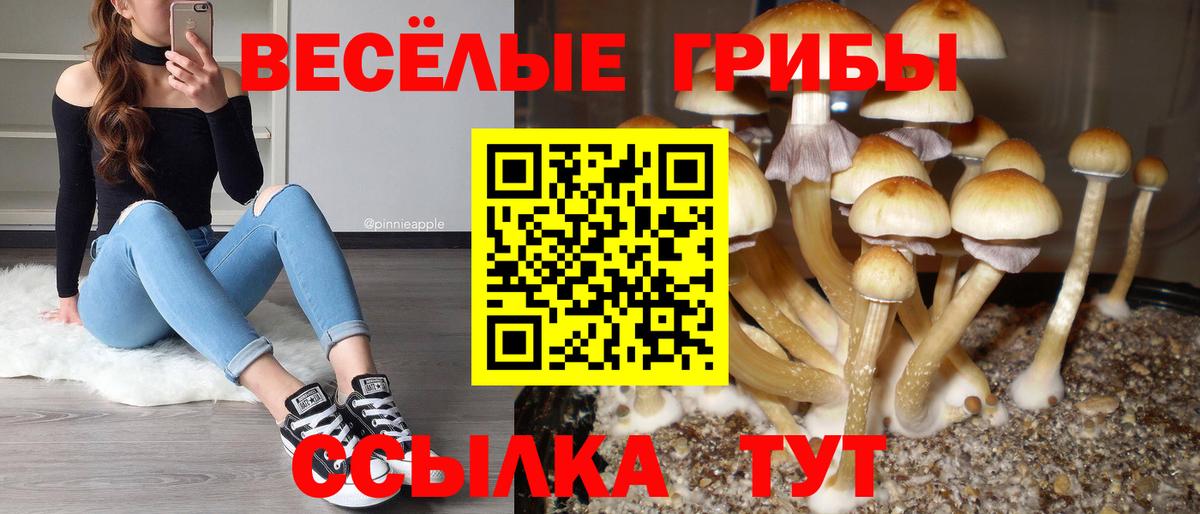 где купить наркоту  Псилоцибиновые грибы Psilocybe  Вход с VPN  Видное 